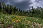 USA, Wyoming. Meadow with wildflowers and aspen trees, west side of Tetons. Art Print